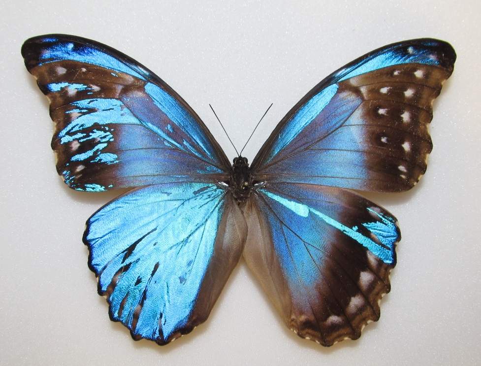 Morpho didius (mosaic gynandromorph, M_-didius-gyn) (Internet Image property of respective owner, non-commercial use only)